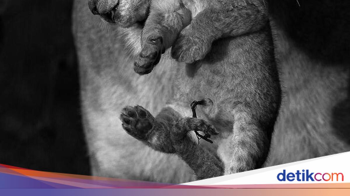 Foto-foto Terbaik HIPA yang Bikin Takjub, Ada dari Indonesia