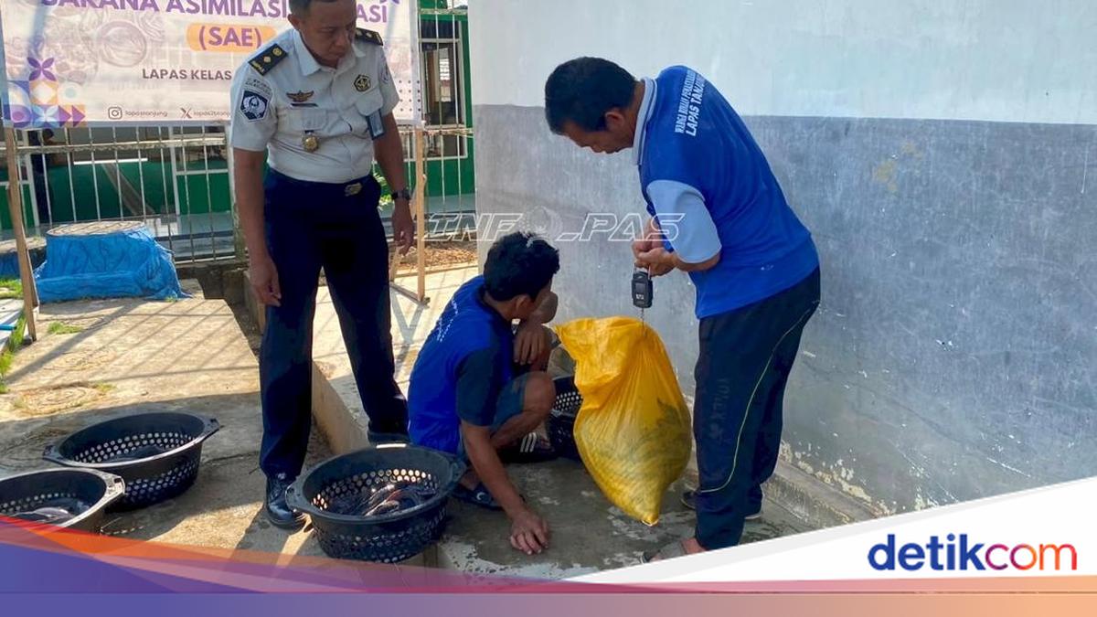 Napi di Kalsel: Budi Daya Lele Ajarkan Tanggung Jawab dan Kerja Sama