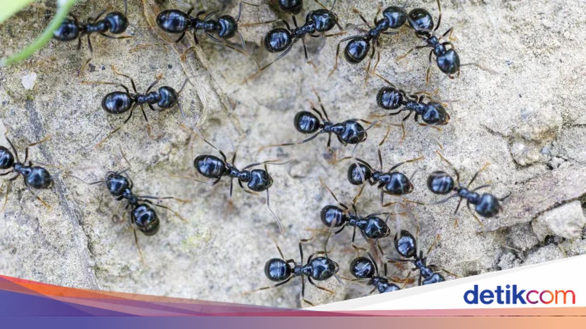 Gegara Pakai Semut, Pemilik Restoran Michelin Terancam Dipenjara!