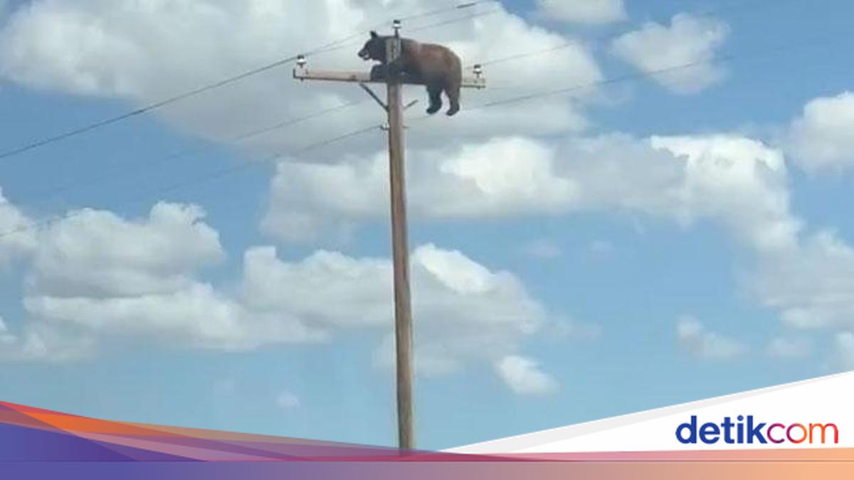 Beruang Viral Mati Tragis Dihantam Listrik di Tiang
