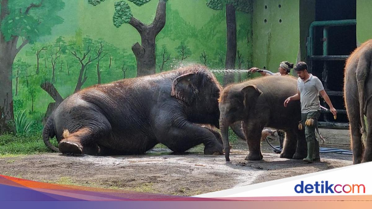 Tega! Eks Dirut KBS Korupsi Pakan Satwa, Rp 7,4 M Dipakai buat Kepentingan Pribadi