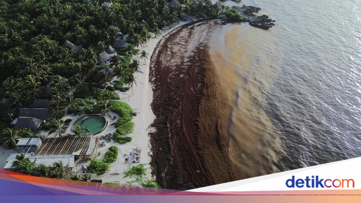 Ledakan Sargassum Kepung Pantai Wisata Meksiko