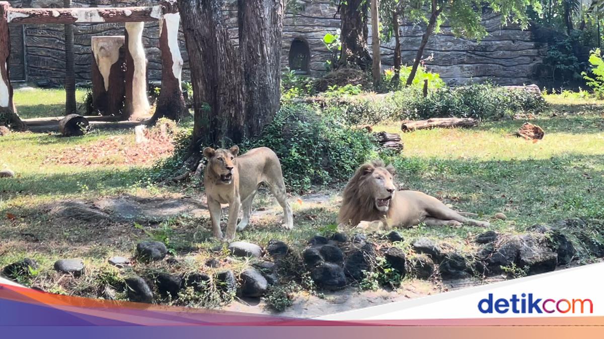 Viral Harimau Kurus Disorot Terkait Korupsi Pakan Hewan, KBS Buka Suara