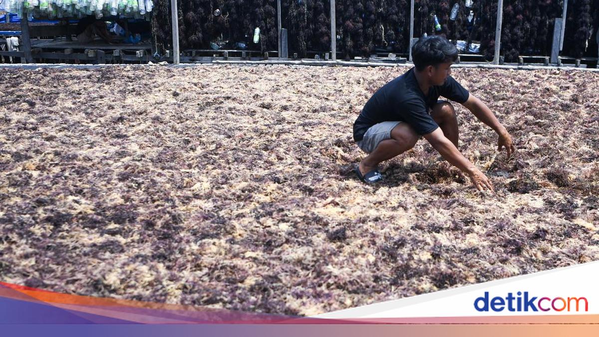 Begini Produksi Rumput Laut, Sudah Pernah Lihat?