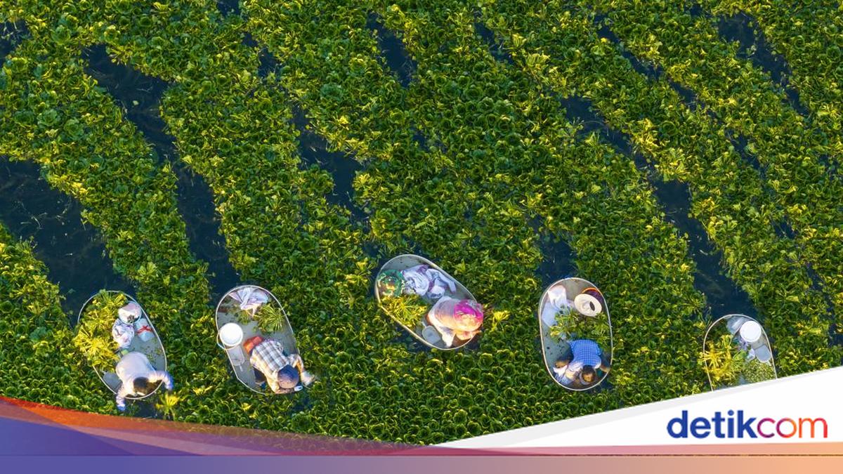 Musim Panen Kacang Air Dimulai di Jiangsu