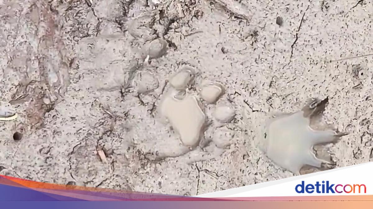 Sapi Ternak Hilang Diterkam Harimau di Inhil Berujung Sekolah Diliburkan