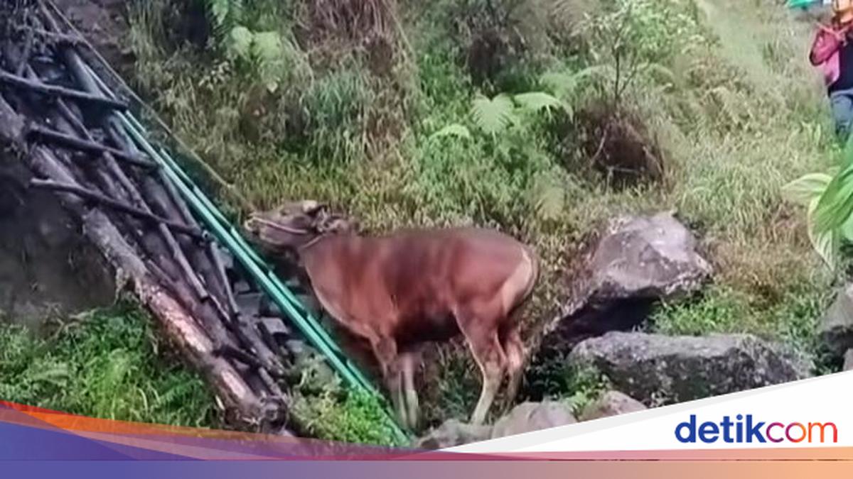 Terpopuler: Pendaki Bawa Sapi ke Gunung Rinjani untuk Disembelih, Berujung Dikecam