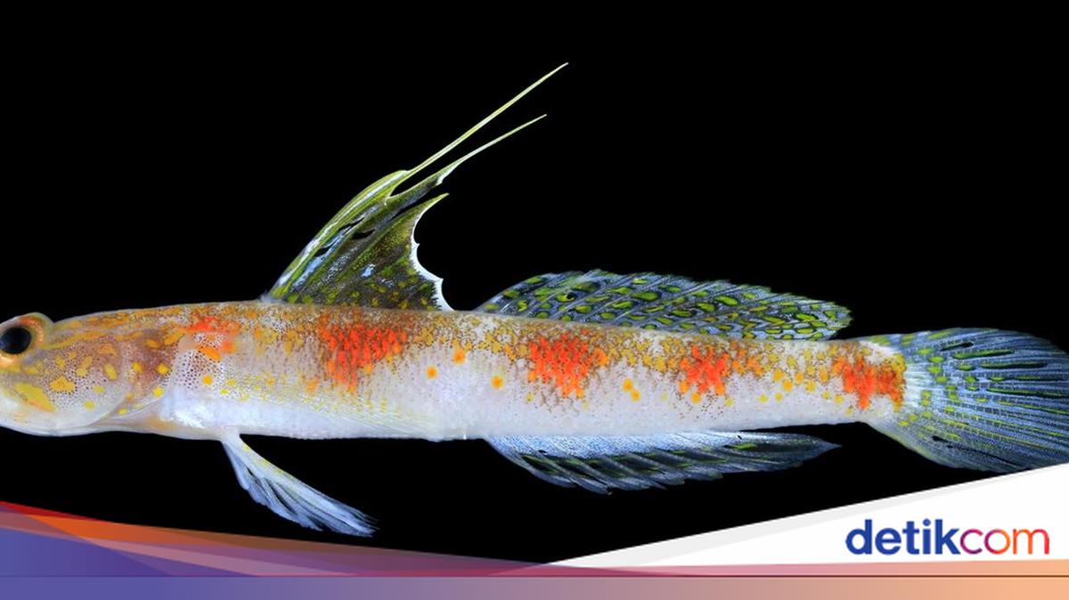 Spesies Baru Ikan Gobi Banyuwangi Terinspirasi Sunrise of Java