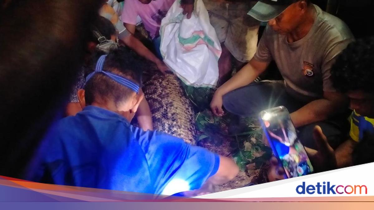 Ngeri Pria Tewas Ditelan Ular Piton 7 Meter di Dalam Hutan Malut