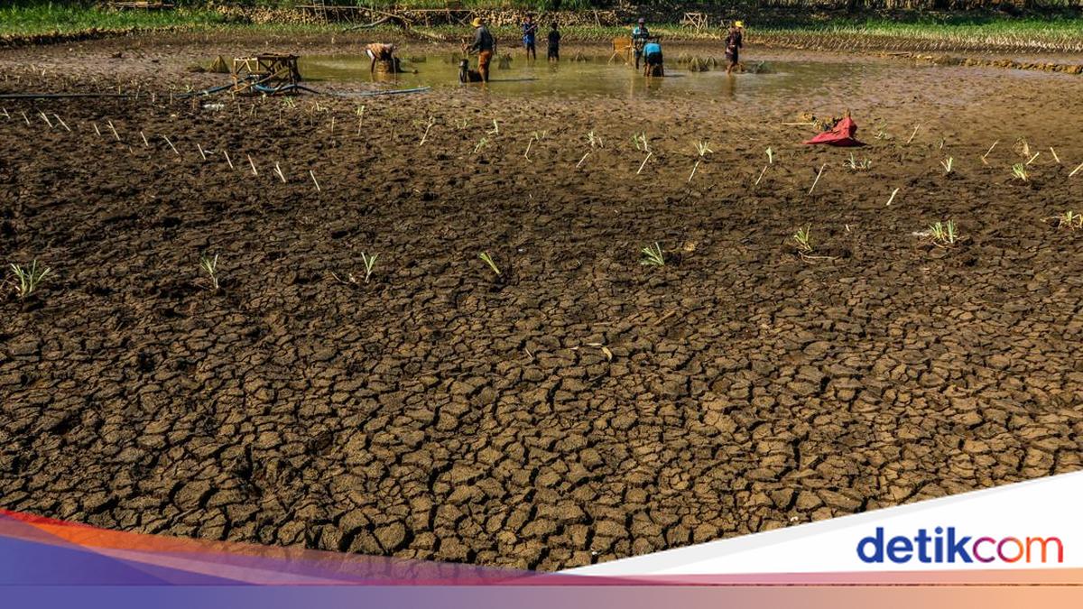 Petani di Gunungkidul Jual Ayam hingga Hasil Panen demi Beli Air