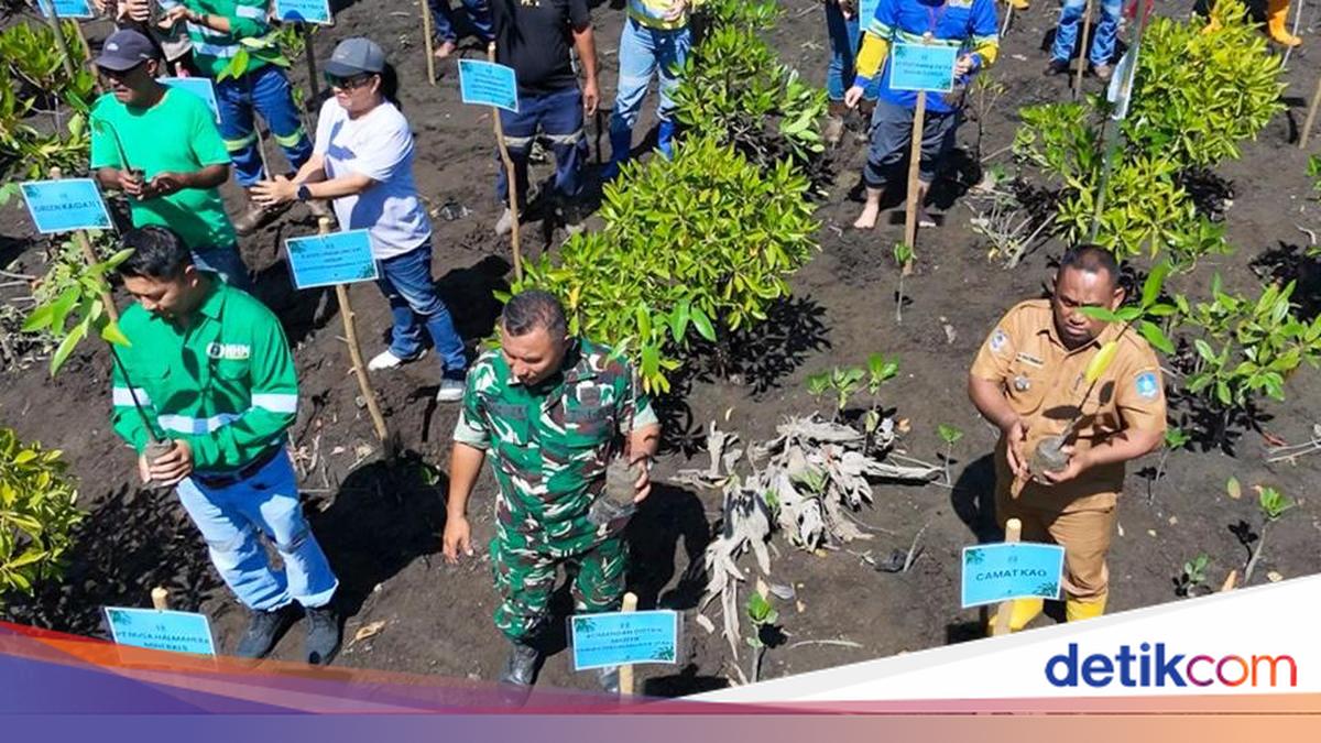 NHM Tanam Mangrove, Perkuat Komitmen ESG di Halmahera Utara