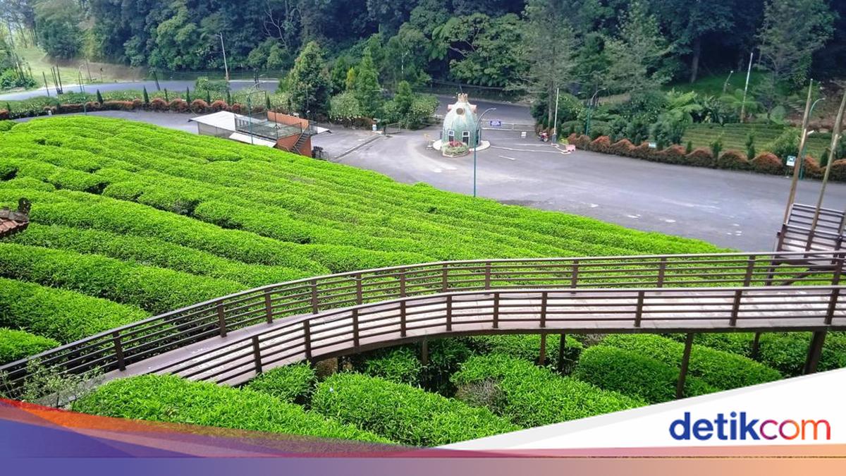 Liburan Keluarga ke Subang? Ada Kebun Teh dan Banyak Spot Foto Estetik