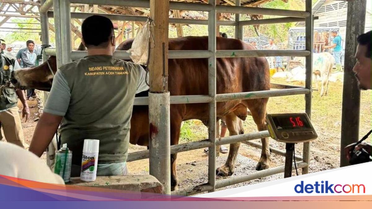 33.430 Ton Pakan Ternak Disiapkan untuk Percepat Pemulihan Peternak di Aceh
