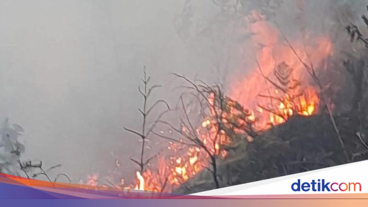 Hutan di Gunung Bromo Kebakaran, 3 Akses Masuk Wisata Ditutup
