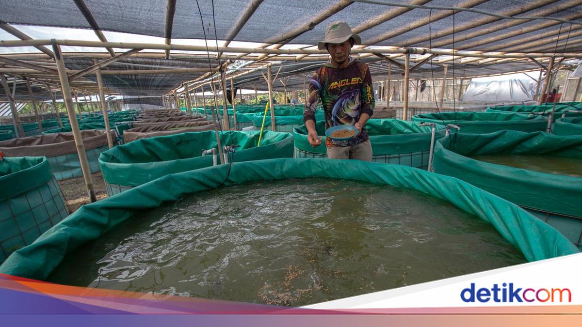 Peternakan dan Pertanian Terpadu di Sleman Perkuat Sistem Pangan Berkelanjutan