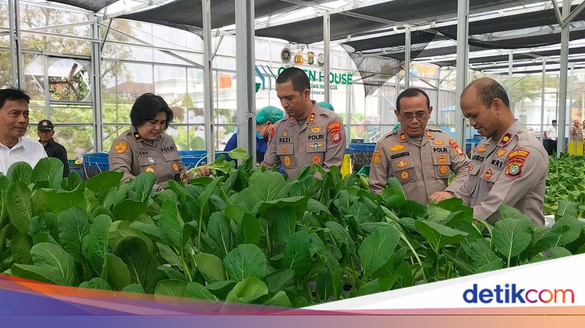 Polda Metro Panen 82 Kg Pakcoy untuk Dukung Program Makan Bergizi Gratis
