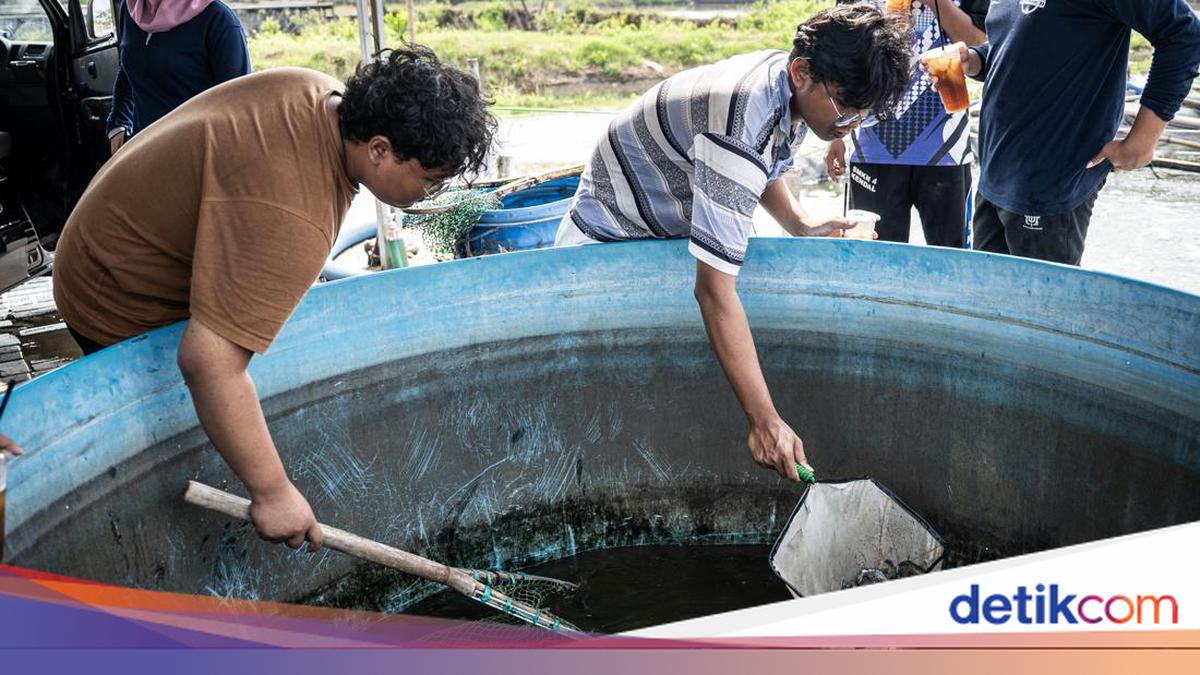 Tambak Modern Udang Vaname Hadirkan Solusi Budi Daya Efisien