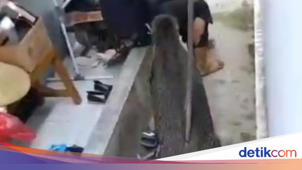 Relawan SPPG di Kuningan Diseruduk Saat Cegah Babi Hutan Serang Anak-anak