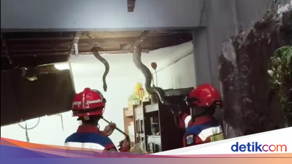 Ngeri! 3 Sanca Besar 'Bersarang' di Plafon Rumah Warga Jaksel