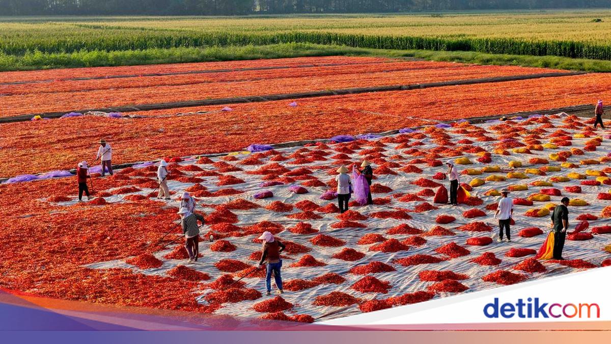 Cuaca Cerah Dimanfaatkan Petani China untuk Olah Hasil Panen Cabai