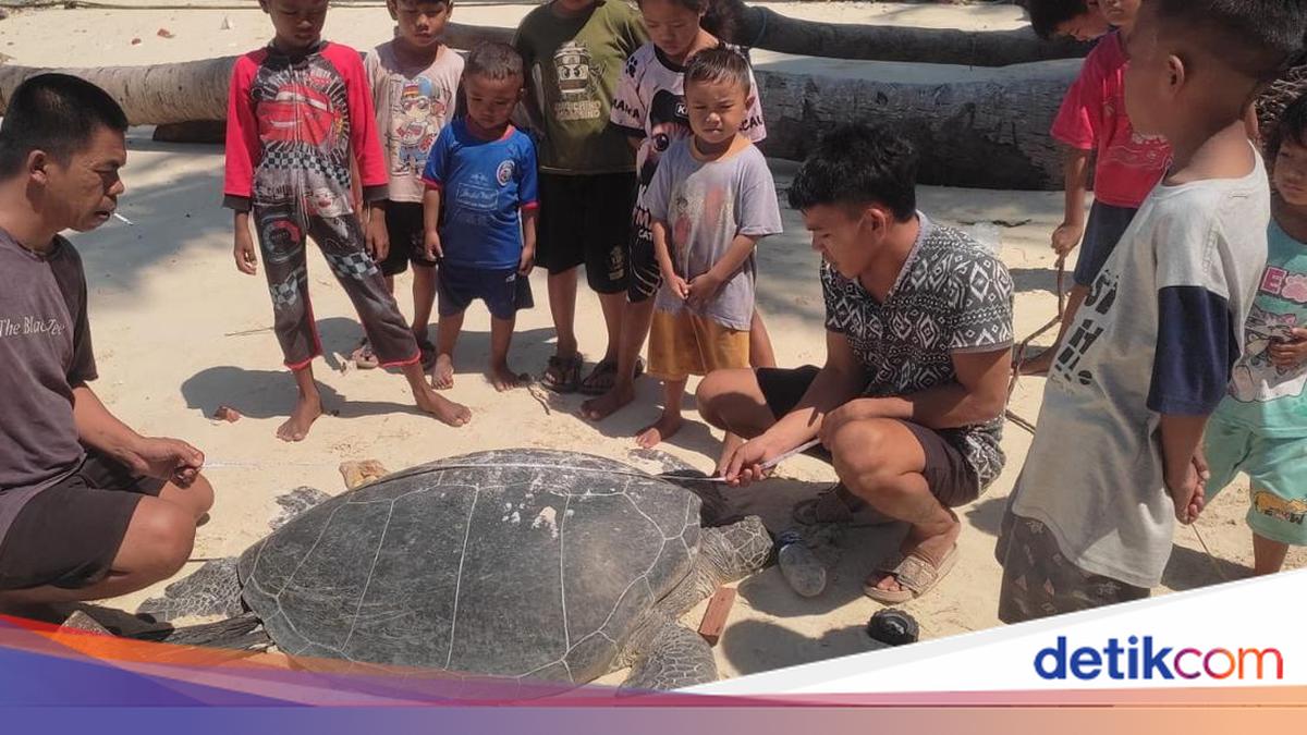 Penyu Hendak Bertelur Mati Terbelah di Kaltim, Seluruh Telurnya Diambil Pelaku
