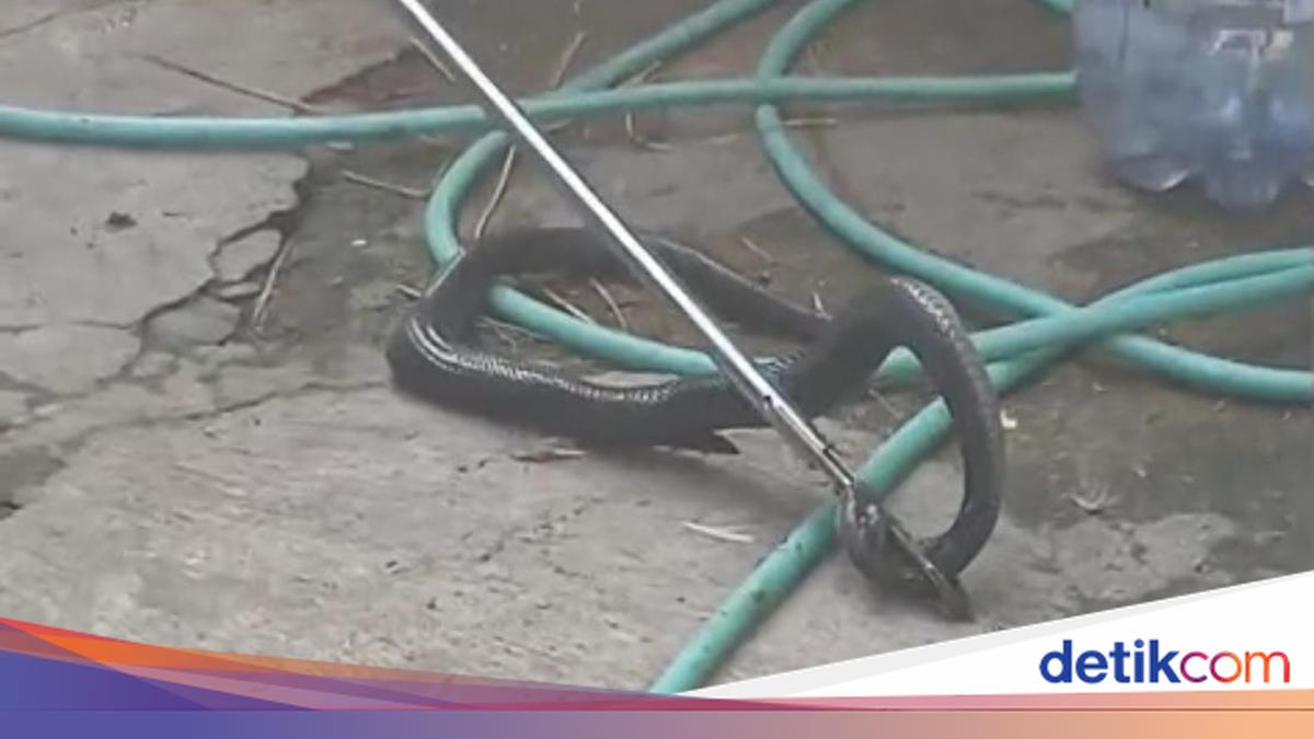 Kobra di Karanganyar Telan Pisau hingga Perut Terbelah, Diduga Stres
