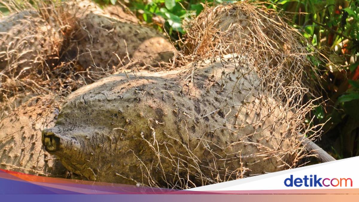 Kimpul hingga Ganyong, 5 Jenis Umbi-umbian Unik di Indonesia