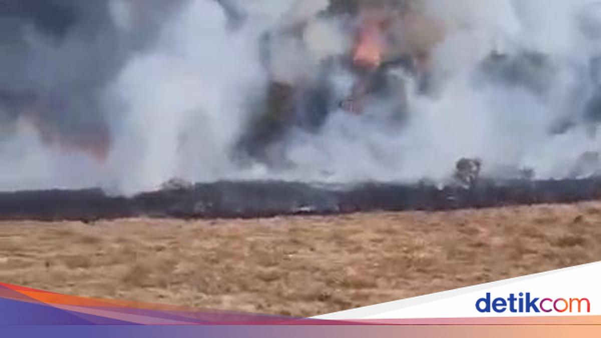 Kebakaran di Suryakencana Gunung Gede Capai 1 Hektar, 5 Meter dari Taman Edelweiss