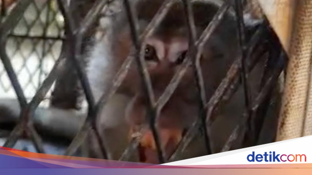 Teror Kera di Inhil Terjadi 18 Kali, Ada Korban 2 Kali Diserang