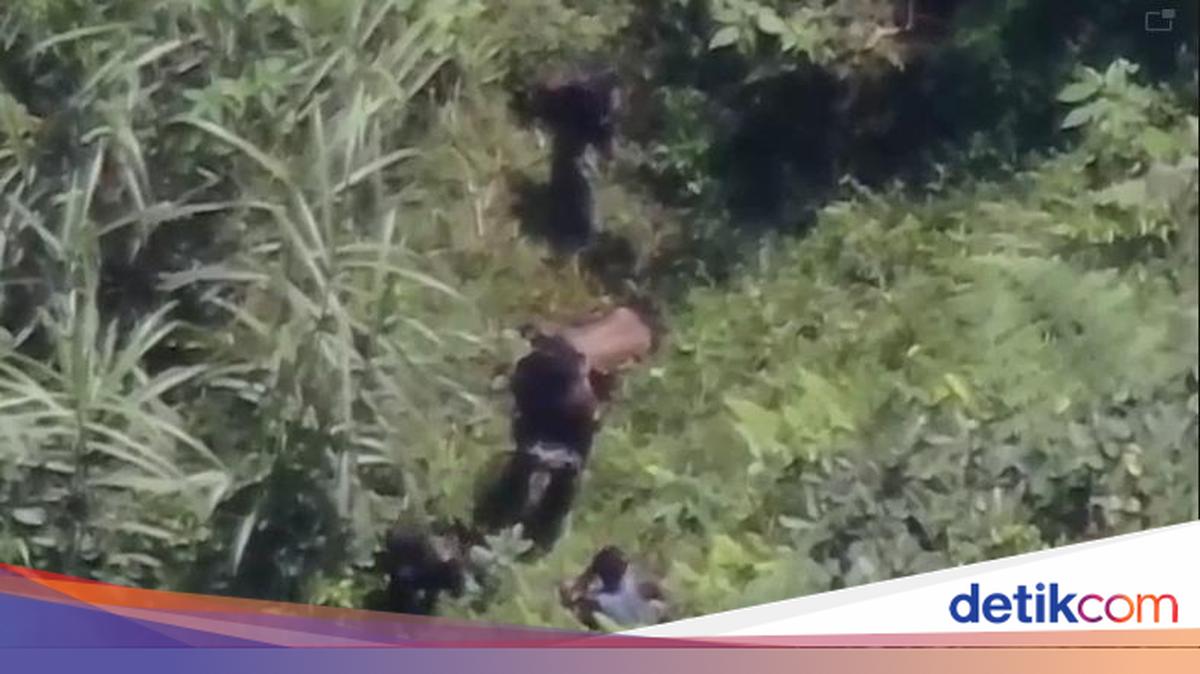 Buronan KKB Dihajar Timah Panas, Rekannya Lenyapkan ke Hutan Rimba