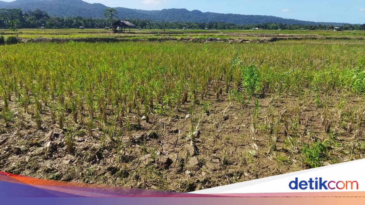 Puluhan Hektare Sawah di Bogor Dilanda Kekeringan, Terancam Gagal Panen