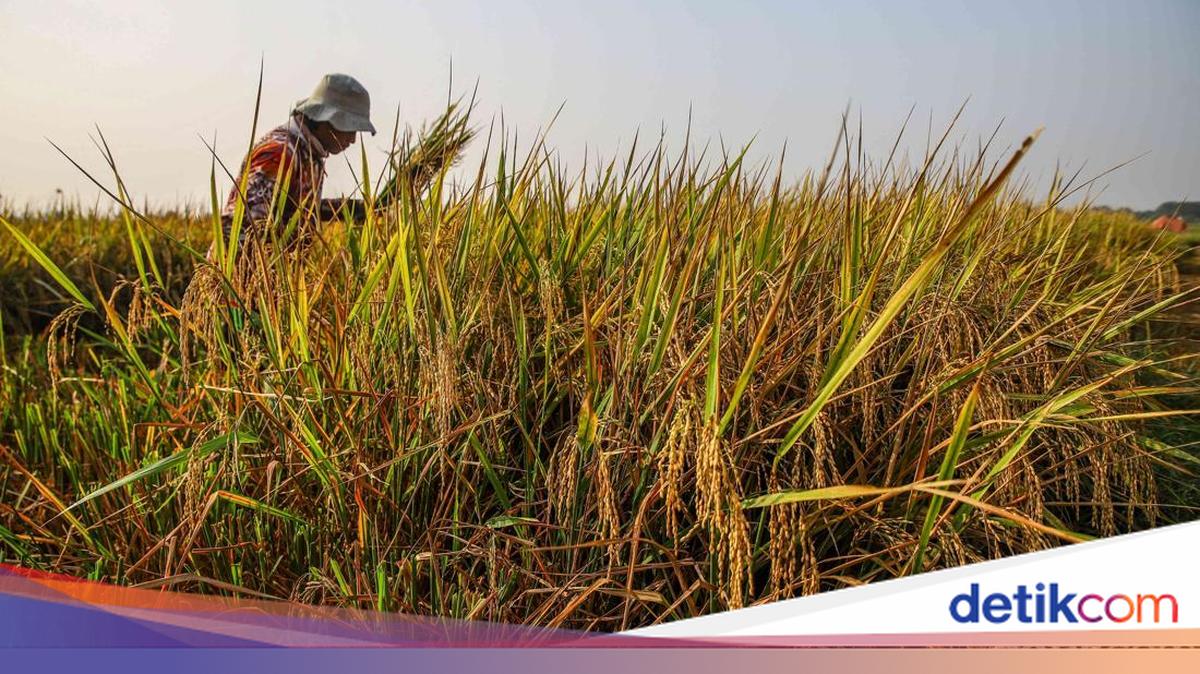 Di Tengah Kemarau, Sawah Pesisir Jakarta Tetap Panen