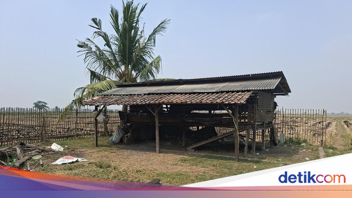 Ulah Maling di Serang Sembelih Puluhan Kambing di Pematang Sawah