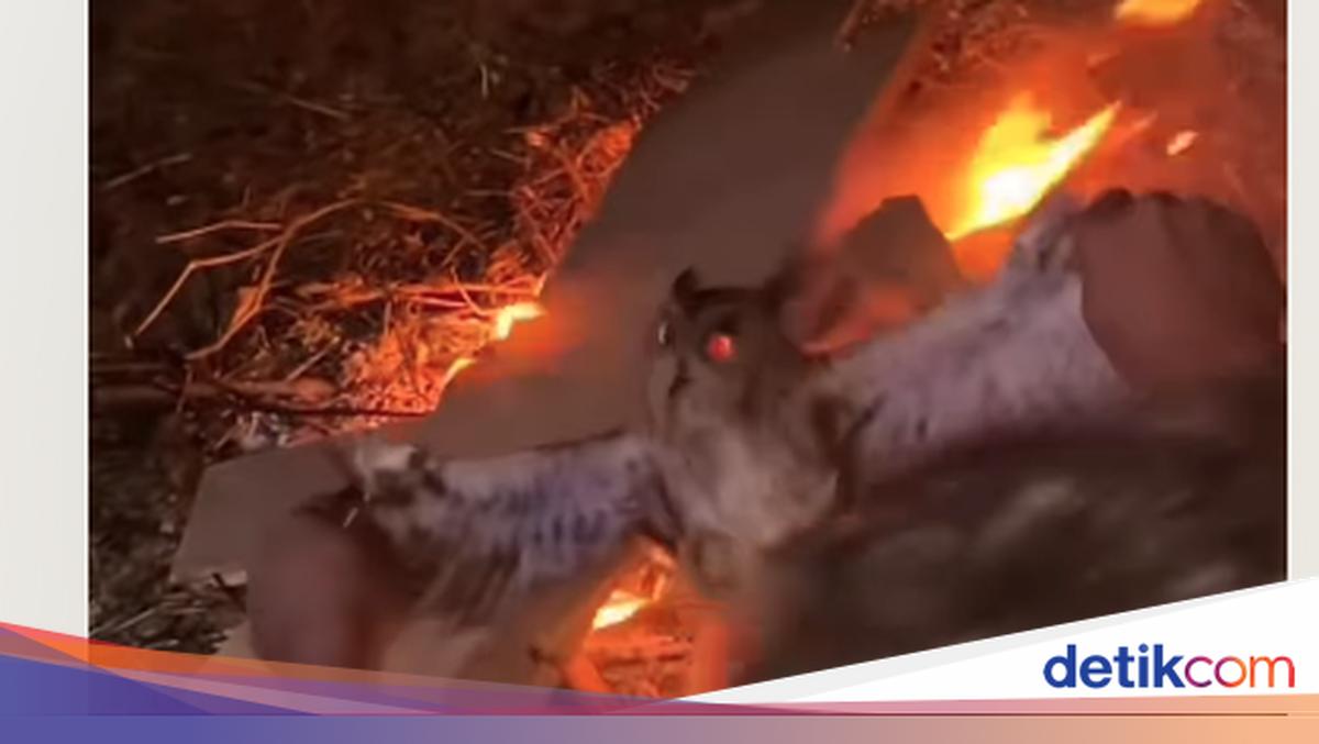 Burung Hantu di NTT Dibakar Hidup-hidup, 3 Pelaku Ditangkap