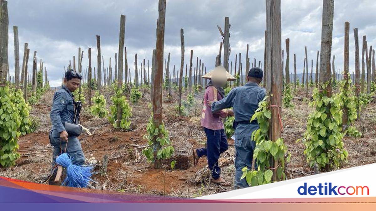Kemenhut Ungkap Jual-Beli Lahan Hutan Lindung di Sulsel, 3 Orang Ditangkap