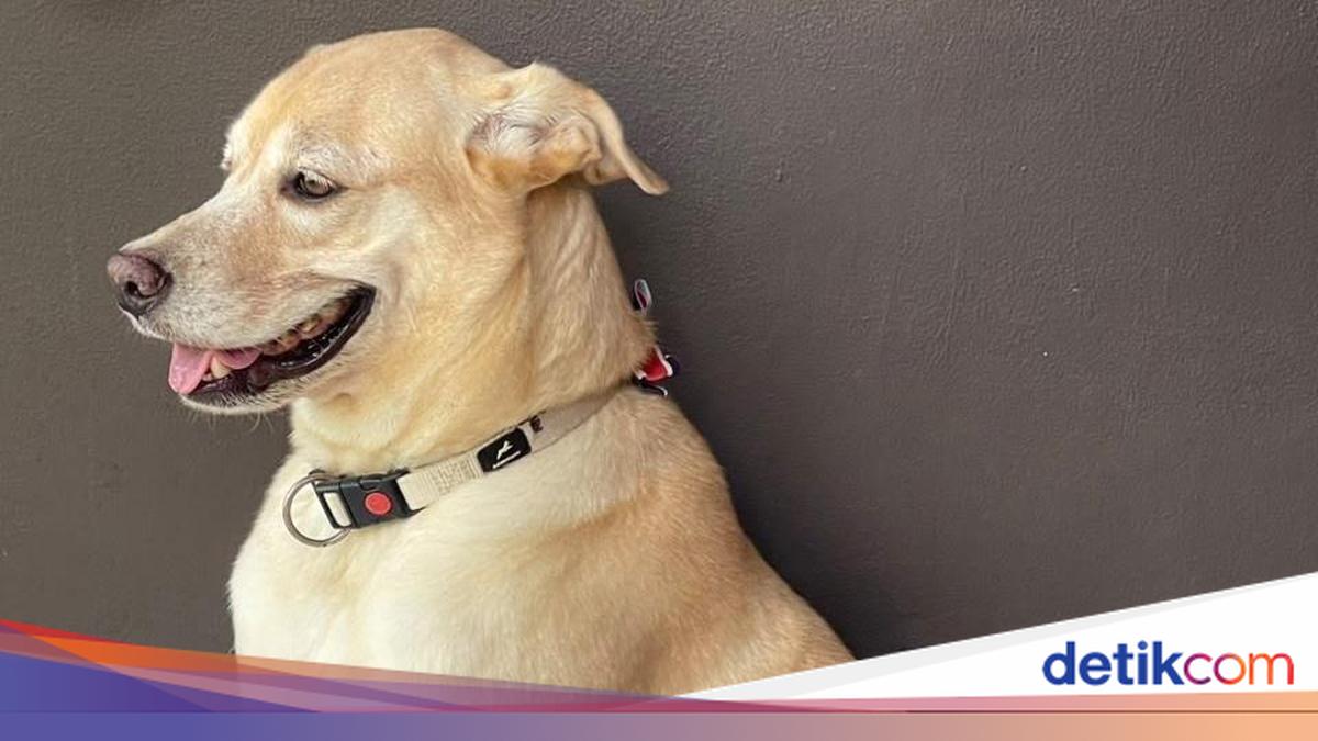 Anjing Labrador Diracun Pemotor Misterius di Bantul, 2 Menit Langsung Mati