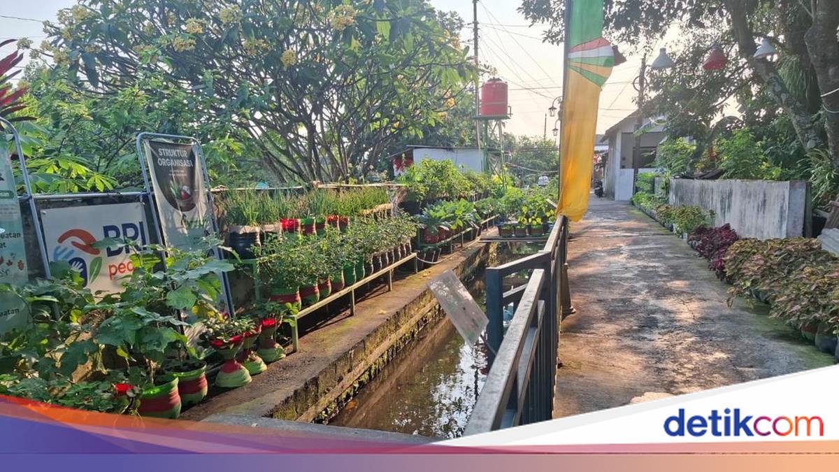 Melihat Hijaunya Kebun Sayur Organik di Area Kalen Baciro Jogja