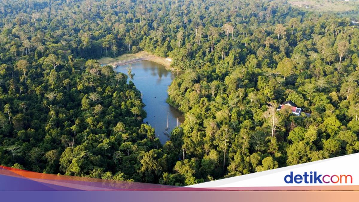 10 Negara dengan Hutan Terluas di Dunia, Indonesia Nomor Berapa?