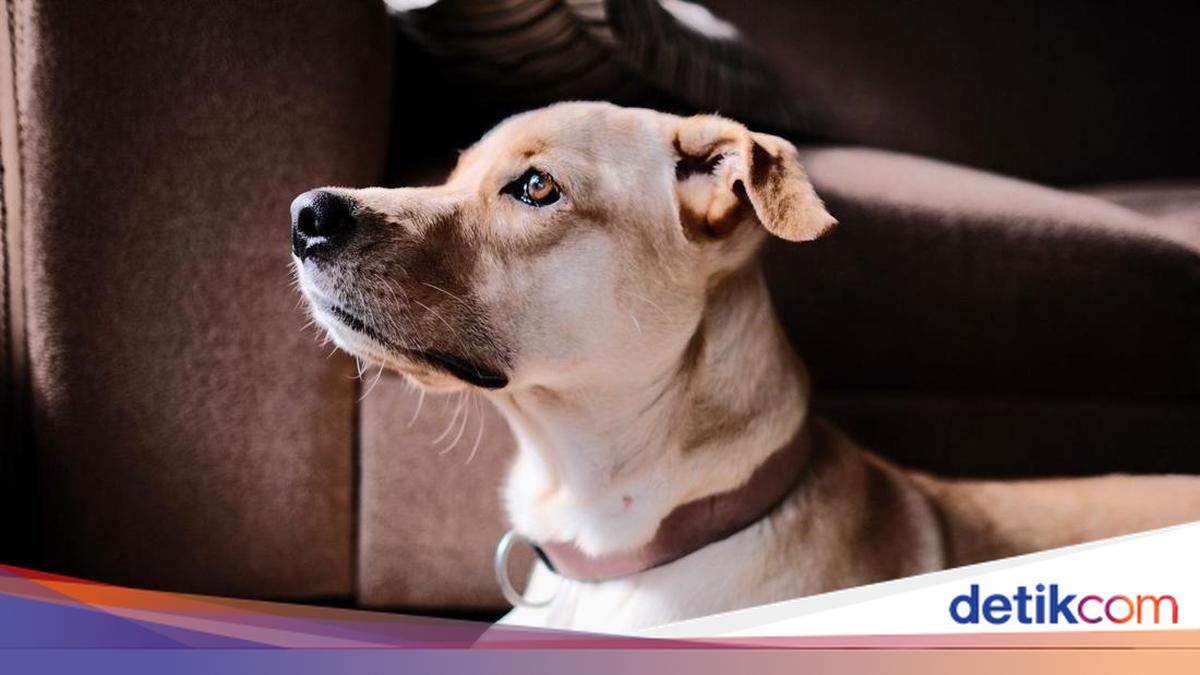 Ayam Beracun yang Bikin John Wick Anjing Labrador Mati dalam 2 Menit