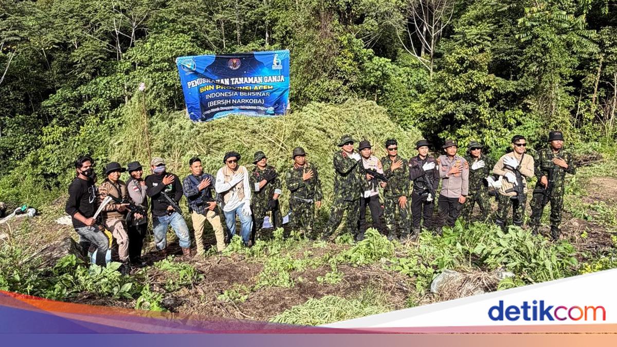 BNN Musnahkan 12 Hektare Ladang Ganja di Aceh, Total 30 Ribu Batang Pohon