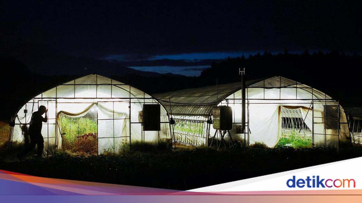 Panas Ekstrem, Petani Jepang Ubah Jam Kerja Jadi Malam