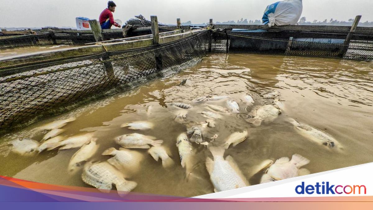 Kemarau Picu Ribuan Ikan Keramba Mati di Sungai Batanghari