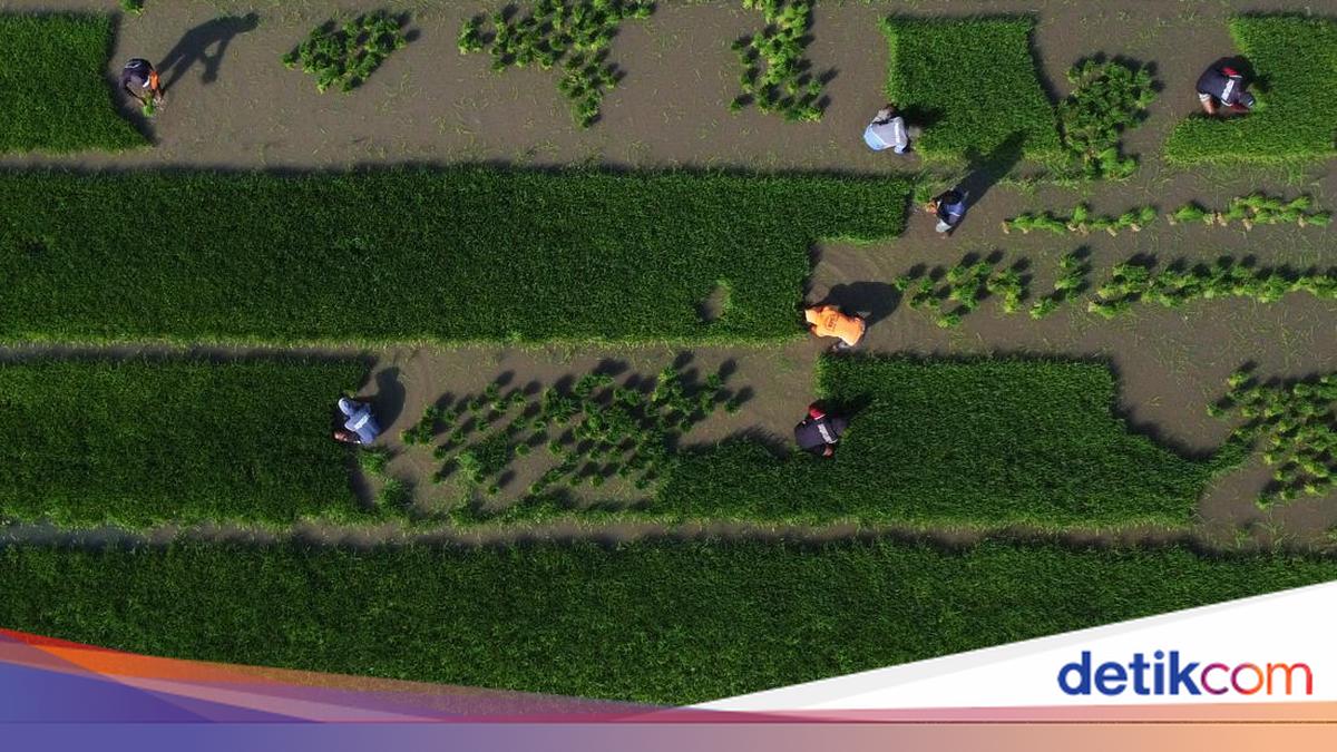 Hamparan Sawah Baru di Sulawesi Barat Mulai Digarap