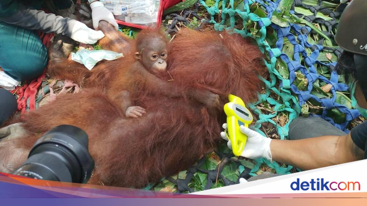 Kisah Penyelamatan Orang Utan di Kalbar Saat Puncak Musim Kemarau