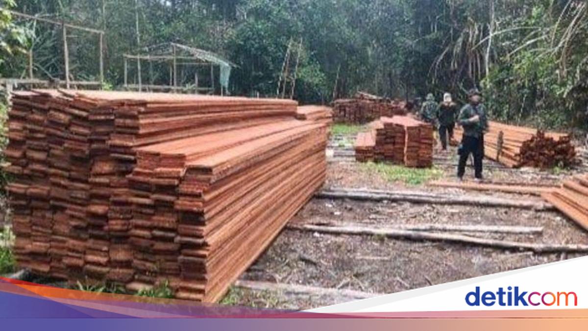 Kemenhut Bongkar Pembalakan Liar di Kerumutan Riau, 6 Orang Jadi Tersangka