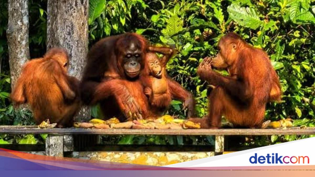 Si Paru-Paru Dunia Itu sedang Terluka dengan Cara Paling Menyakitkan