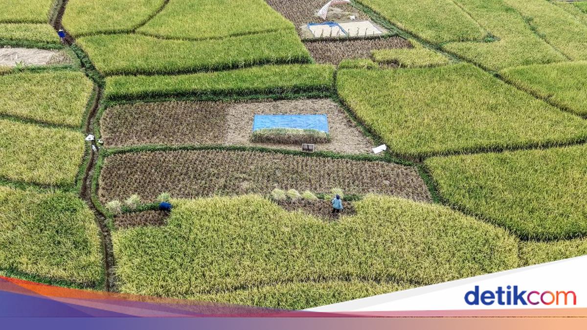 Serapan Gabah Bulog Mendekati Target 4 Juta Ton