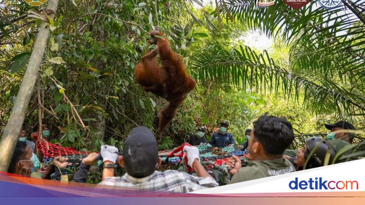 Habitat Satwa Terdampak Imbas Karhutla di Kalbar, 3 Orang Utan Dievakuasi