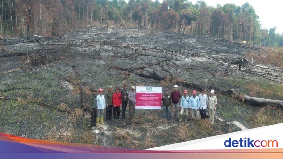 6 Perusahaan Dijatuhi Sanksi Imbas Karhutla di Kalbar, 1 Dibekukan Izinnya