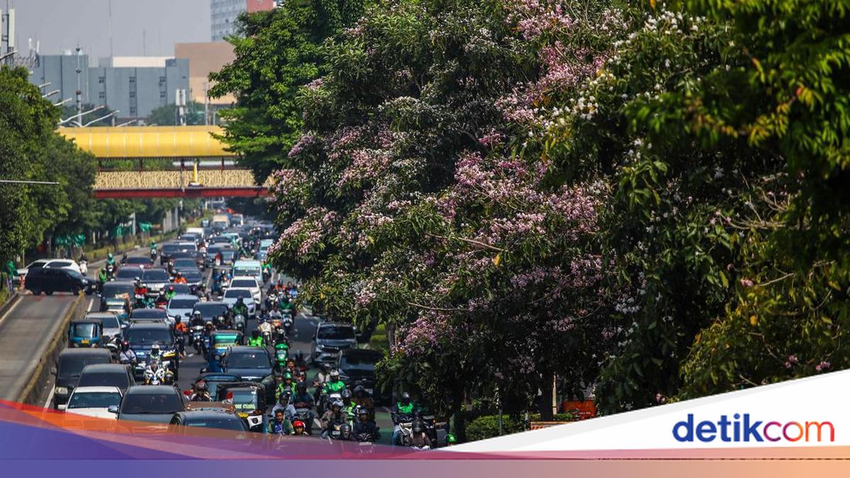 Kala Warga Jakarta Rasakan 'Vibes Jepang' via Tabebuya